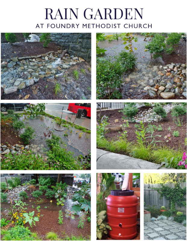 Rain Garden